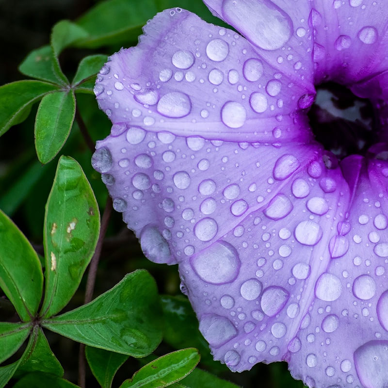 FLOR CHUVA