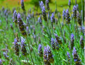 PLANTAÇÃO DE LAVANDA