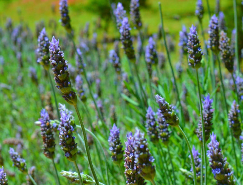 PLANTAÇÃO DE LAVANDA