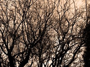 BROWN WOOD