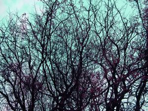 SILENCE OF THE WOOD