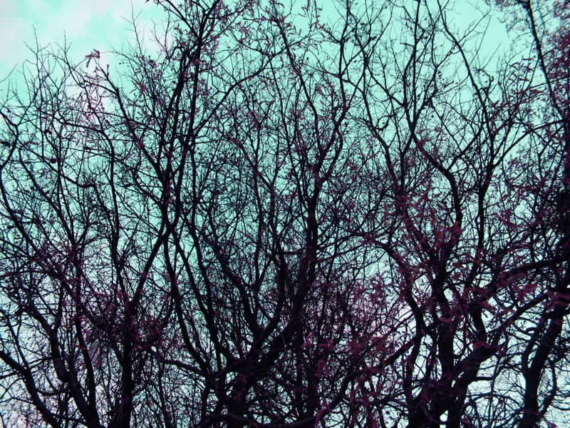SILENCE OF THE WOOD