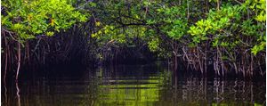 RIO NO MEIO DA SELVA