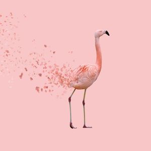 FLAMINGO SPRING