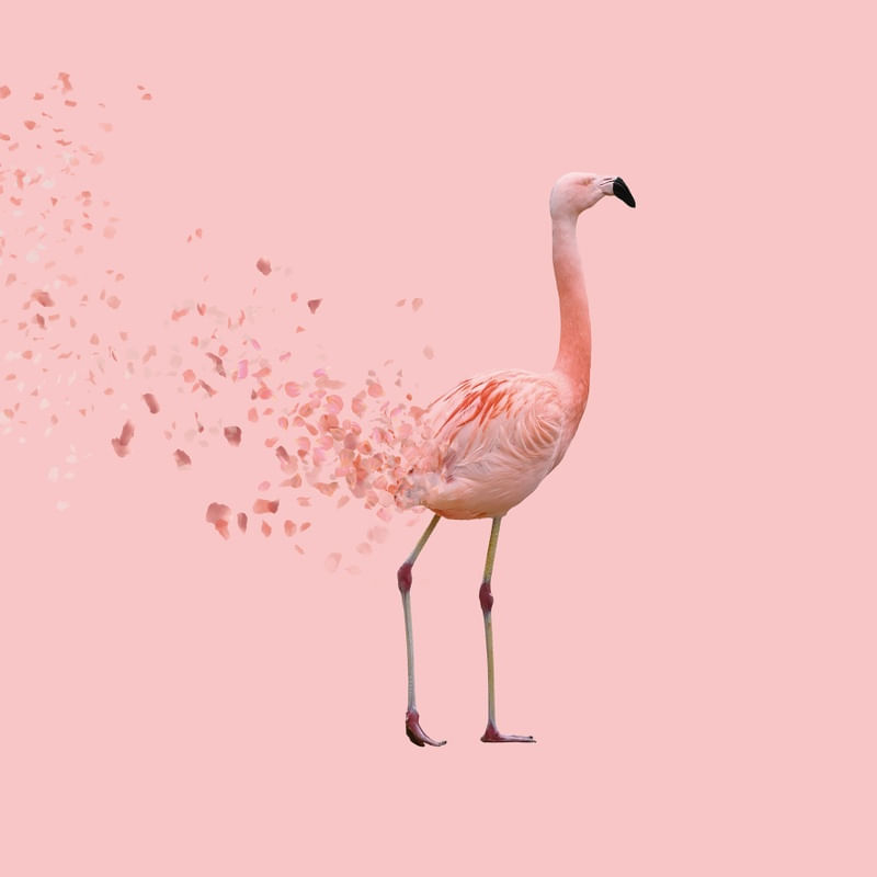 FLAMINGO SPRING