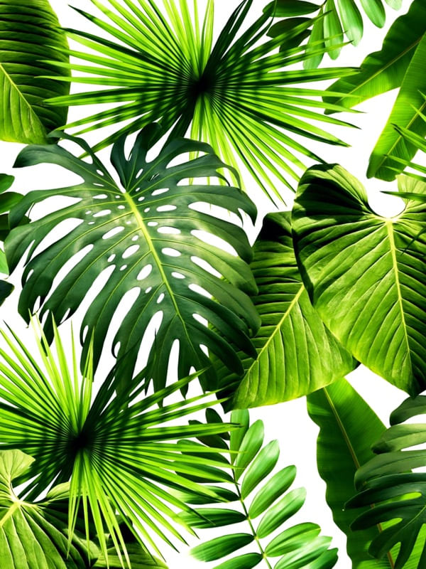FOLHAGEM TROPICAL INTENSO