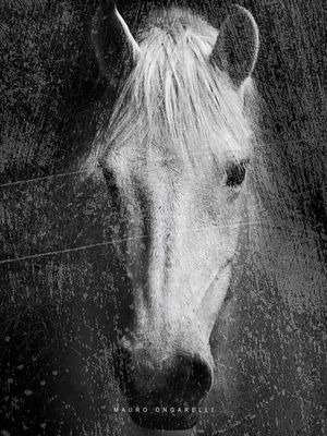 HORSE AND SHADOW