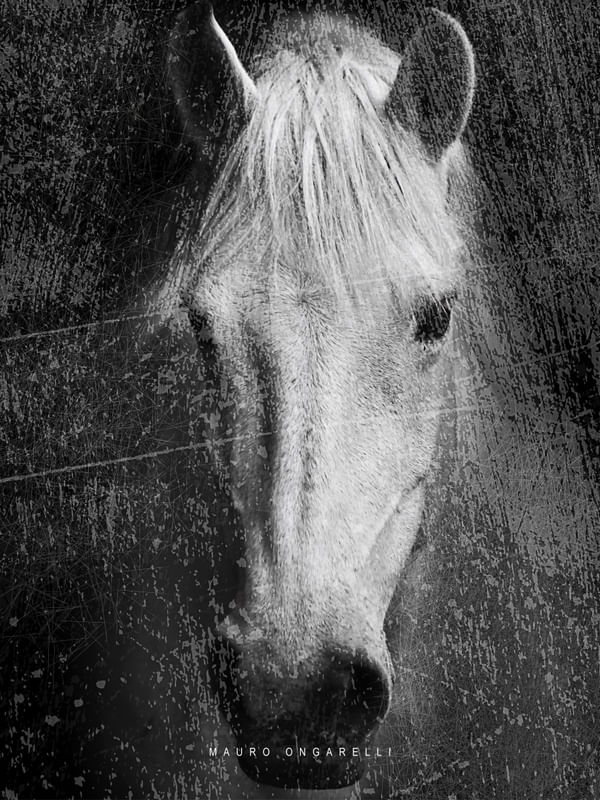 HORSE AND SHADOW