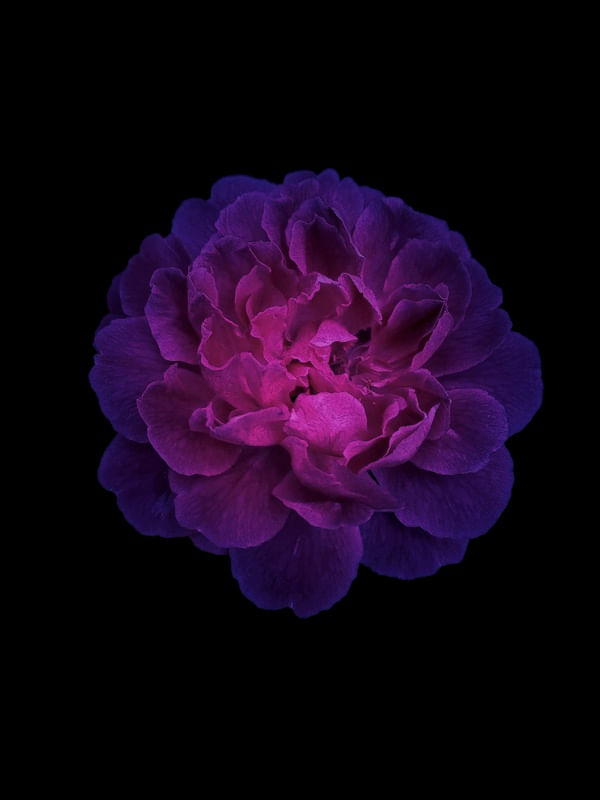 SHINING ROSE