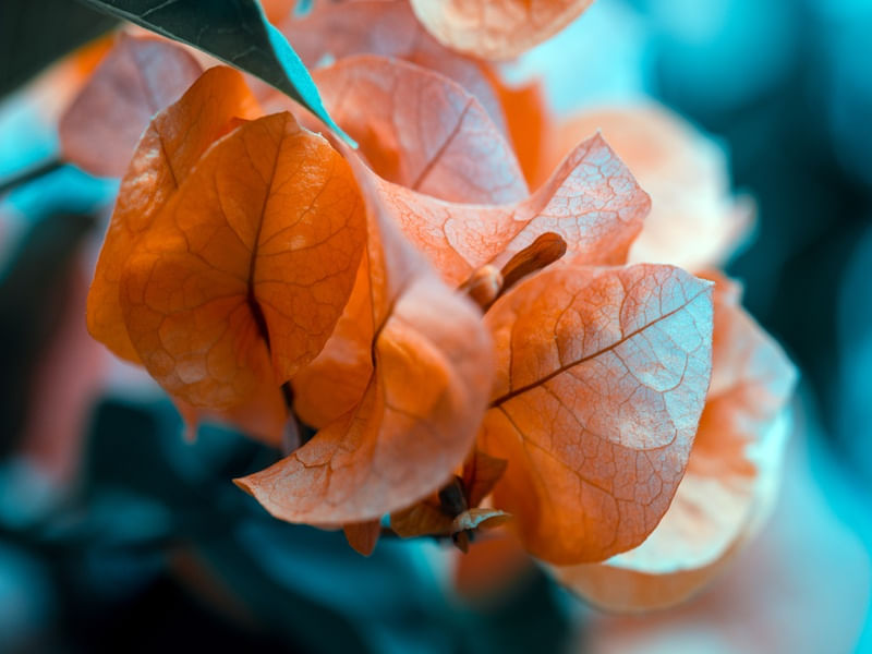COLD AND PEACHERLY