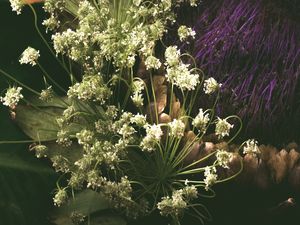 A NATUREZA MORTA (4)