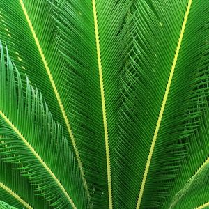 IMAGEM VERDE DA NATUREZA 003