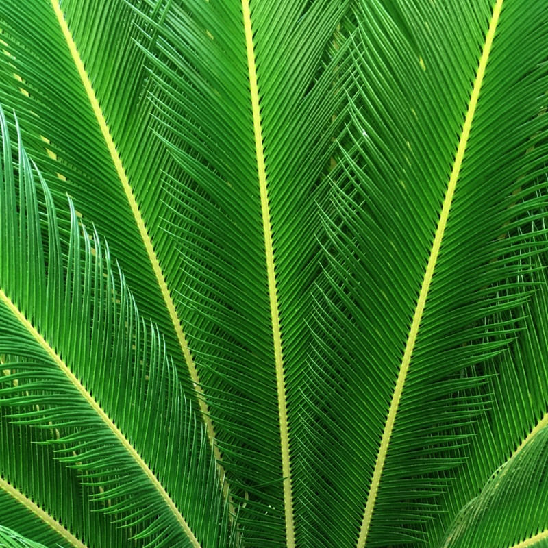 IMAGEM VERDE DA NATUREZA 003