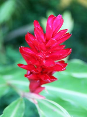 MARSALA EM FLOR