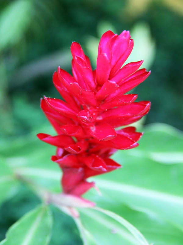 MARSALA EM FLOR