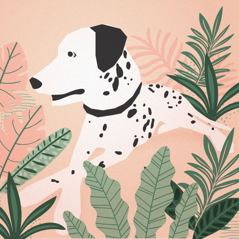 DALMATA I
