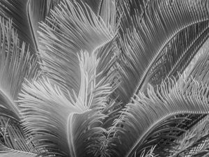 FOLHAGEM TROPICAL_7