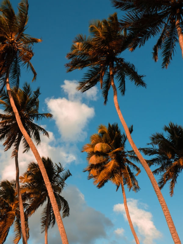DÍPTICO COQUEIRAL TROPICAL_02