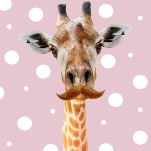 GIRAFA ESTILOSA