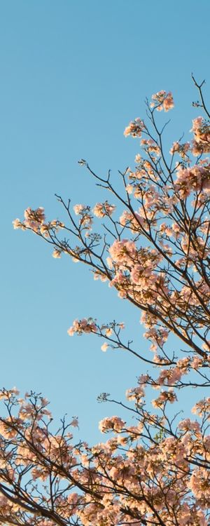TRÍPTICO 1 IPÊ ROSA 001