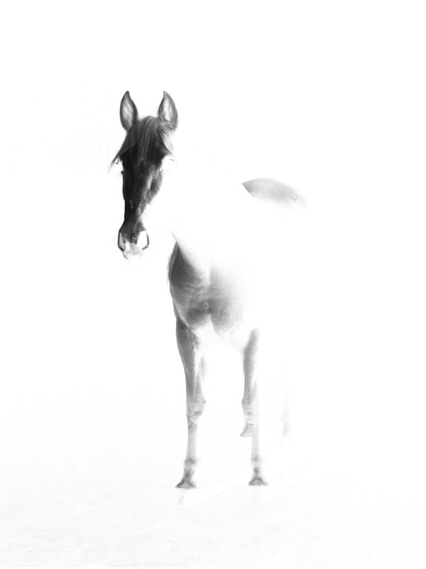 CAVALO PB (R)