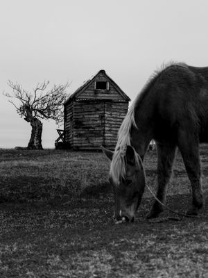 O CAVALO DE TIM BURTON