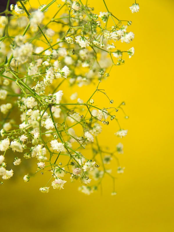 POPART FLOWERS VIII