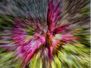 FLEUR ROSE CHAUD