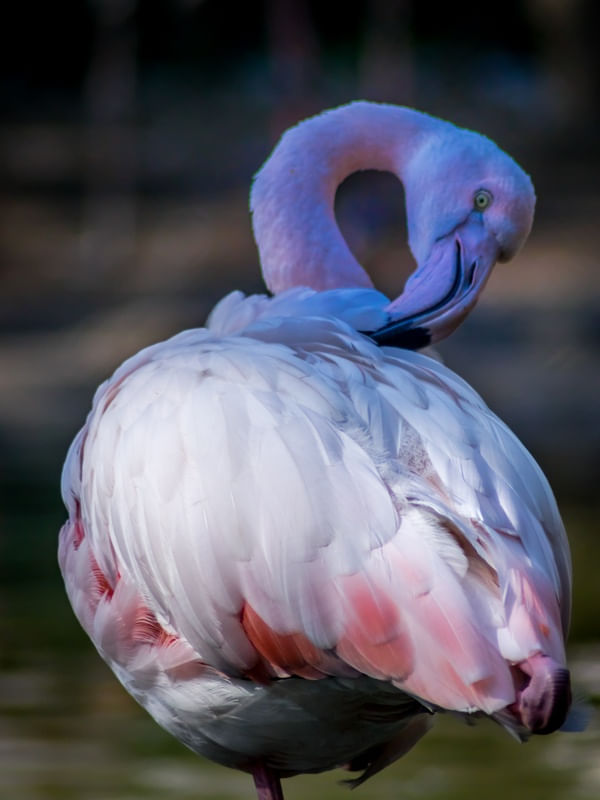 FLAMINGOS 12
