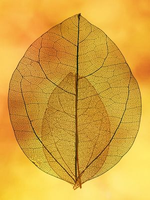 FOLHAS TRANSPARENTES 1