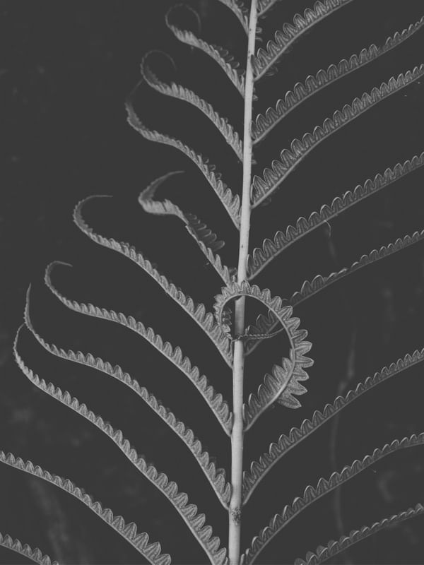 FERN BW