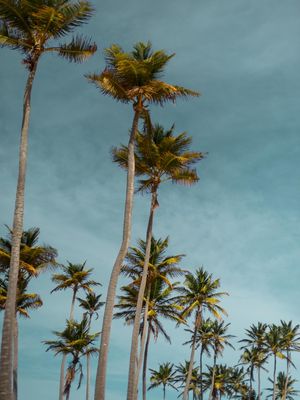 COQUEIROS EM LAGOINHA