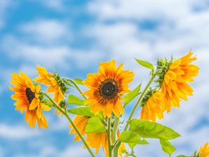 OS GIRASSÓIS DA PRIMAVERA (6.)