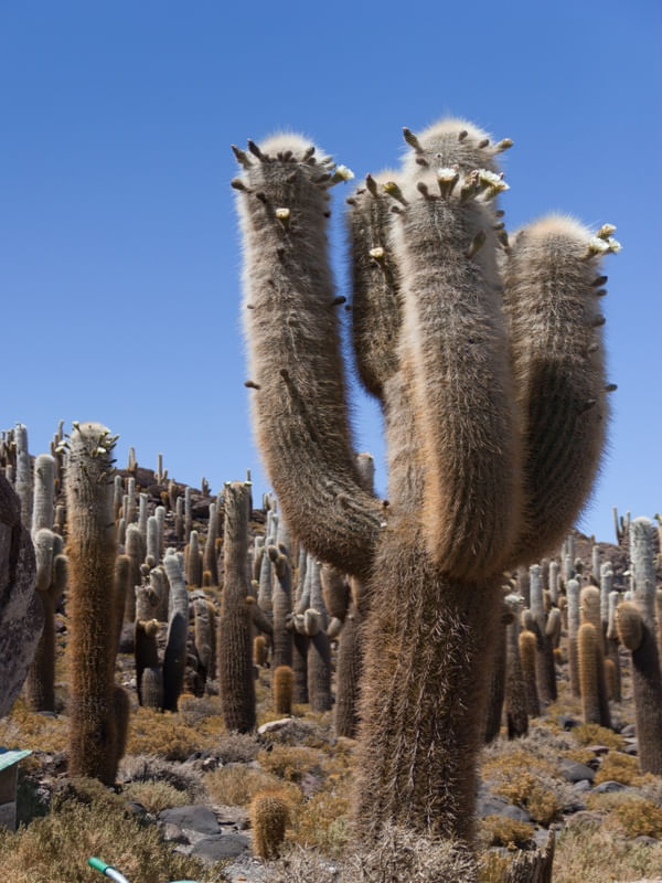 FAMÍLIA DE CACTOS