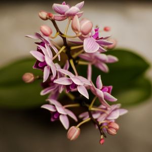 ORQUÍDEA_1