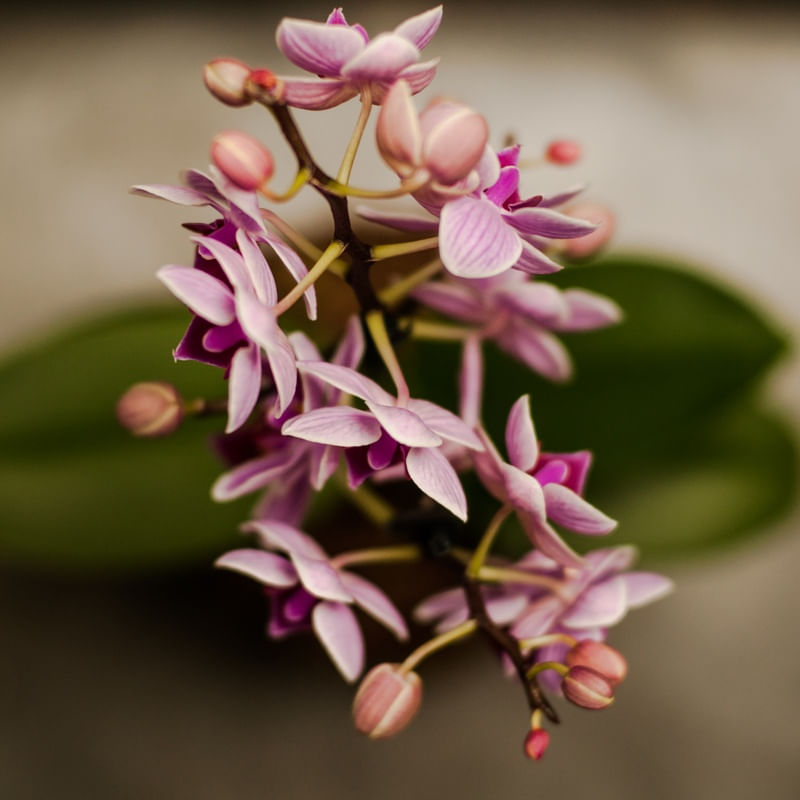 ORQUÍDEA_1
