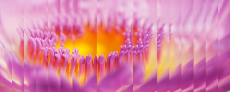 LAPSO-FLORAL IV