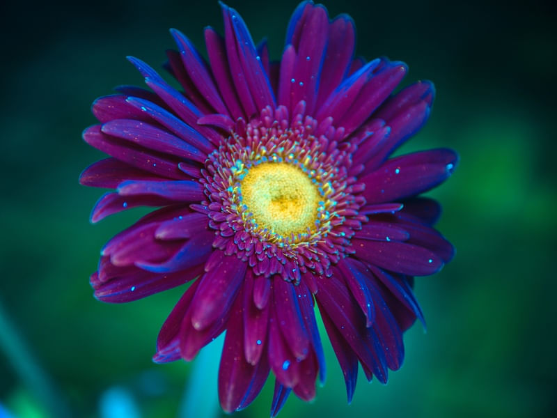 UV FLOWER SERIES (PERFIL)
