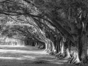 FLORESTA ENCANTADA - IBIRAPUERA