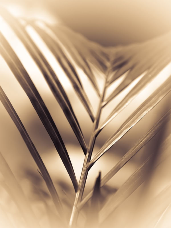 FOLHA SEPIA_2