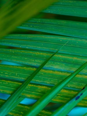 LINHAS VERDES SOBREPOSTAS (1)