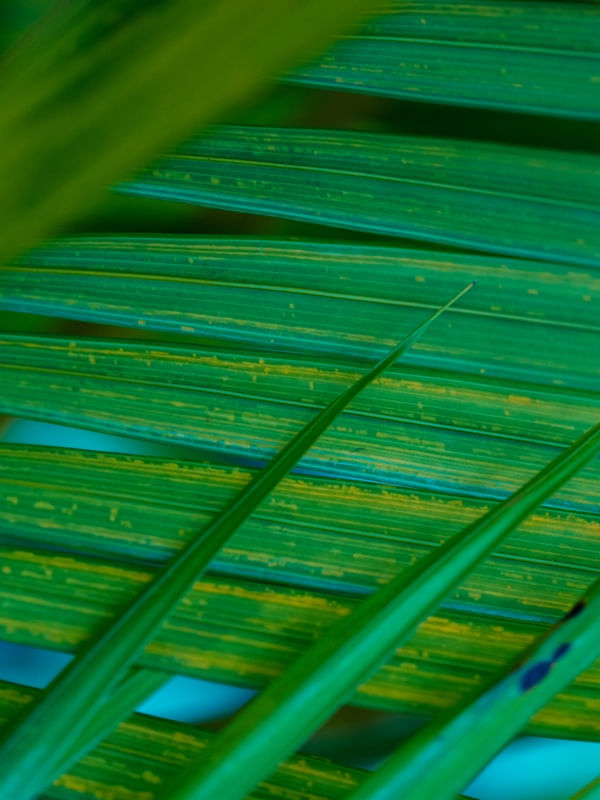 LINHAS VERDES SOBREPOSTAS (1)