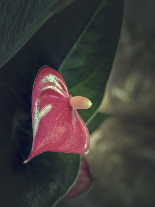 VERMELHO EM MEIO AO VERDE