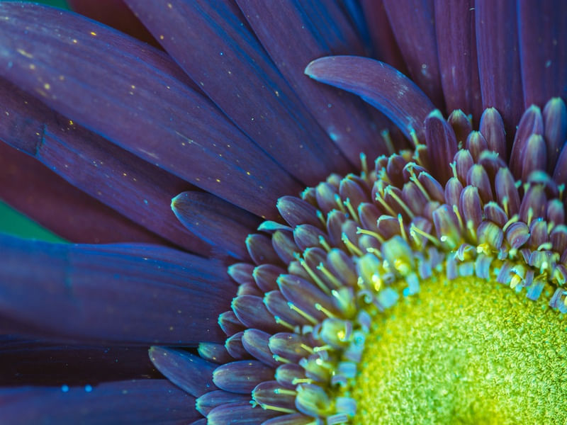 UV LIGHT SERIES (DETALHES) (1)