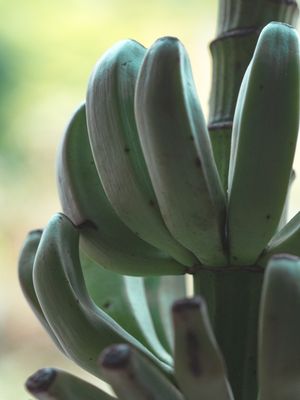 BANANINHAS - RETRATO