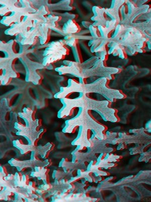 3D LEAVES