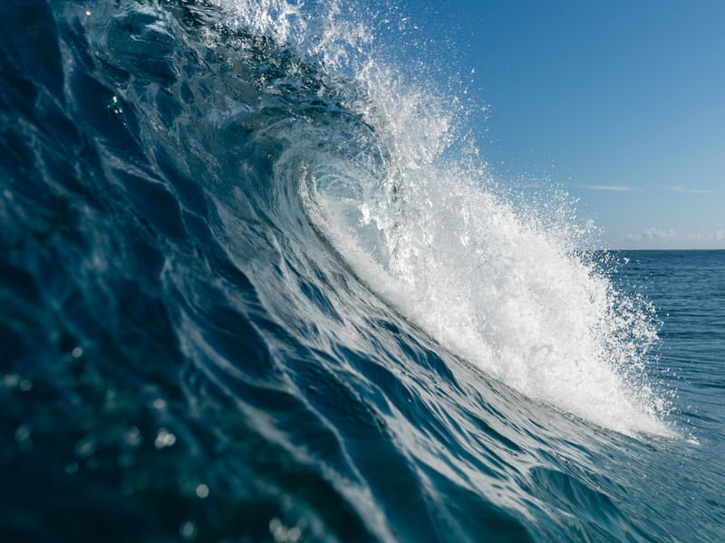 TROPICAL MOVEMENT
