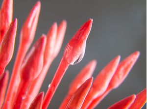 MACRO - FLOR VERMELHA ORVALHO