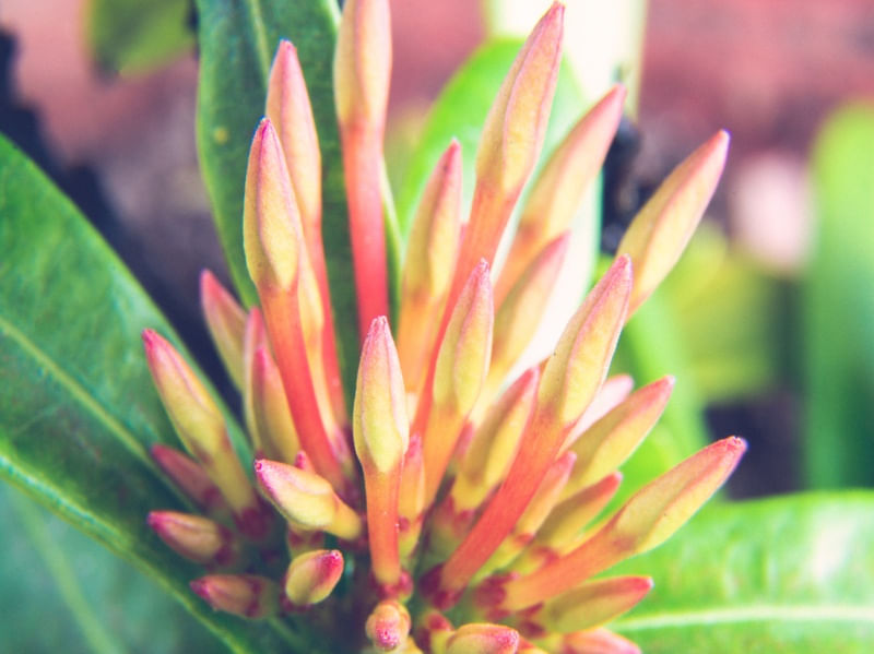 MACRO -FLORES