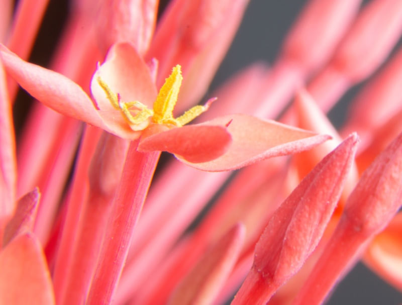 FLORES VERMELHA MACRO